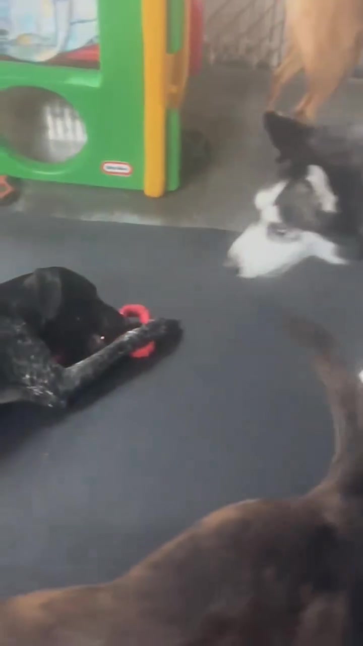 A group of dogs playing indoors with toys