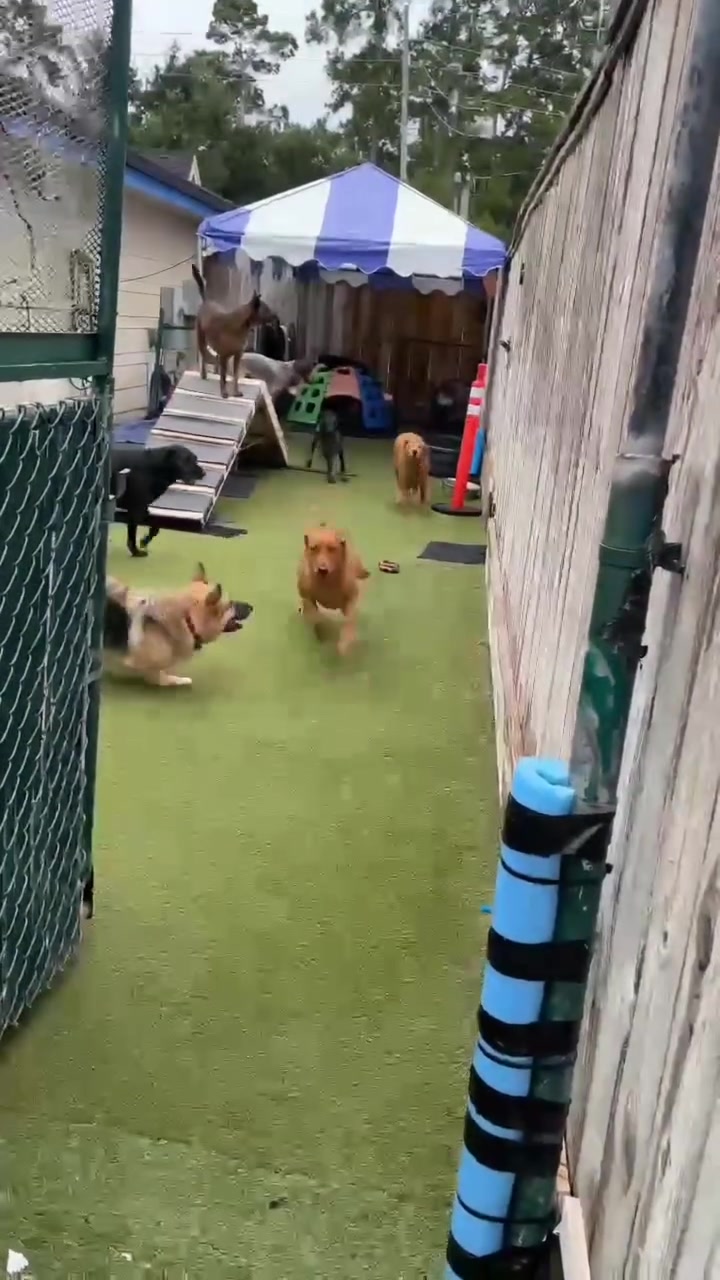 A pack of happy dogs running and playing in the outdoor turf yard at Preppy Pet NW Houston