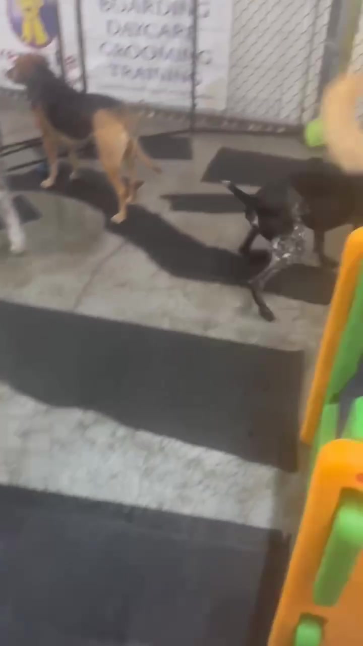 Dogs playing near the Boarding, Daycare, Grooming and Training signage