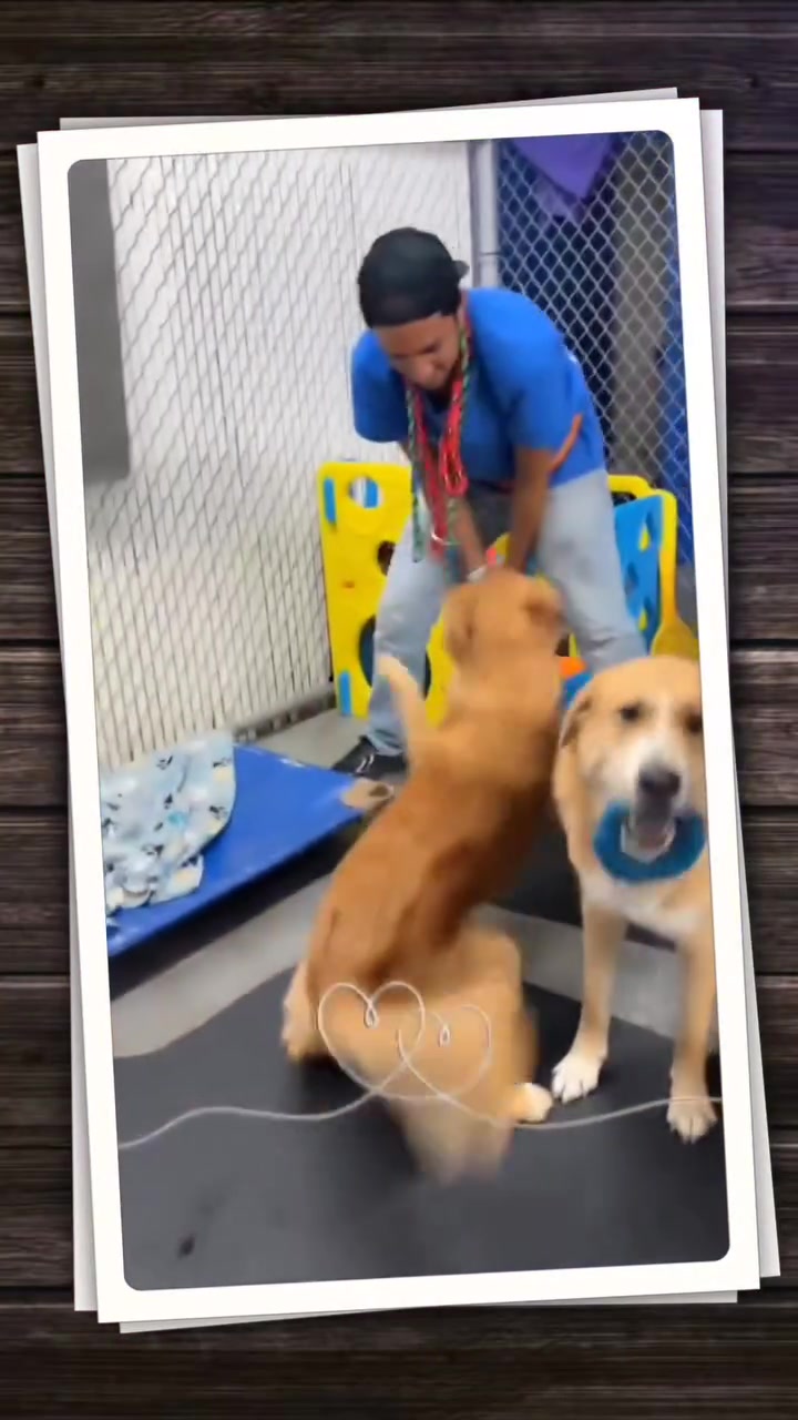 A Preppy Pet team member playing with two golden retrievers