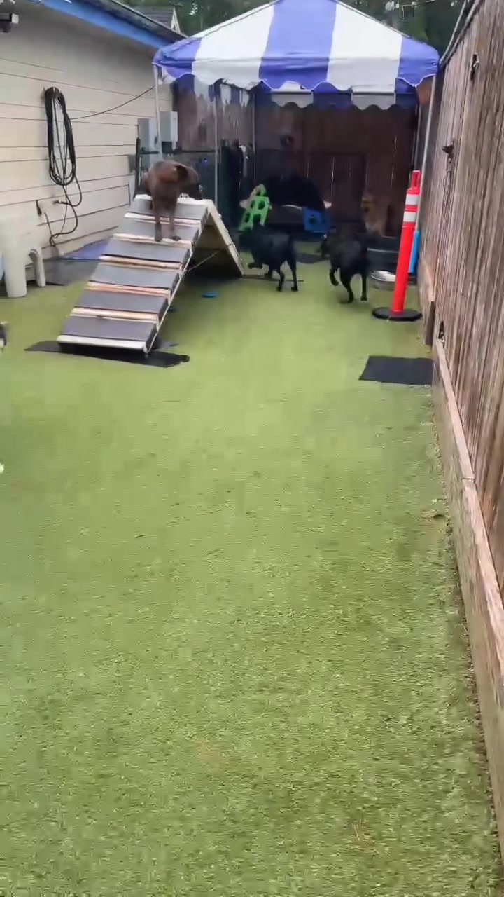 Dogs playing on the agility ramp in the outdoor turf yard
